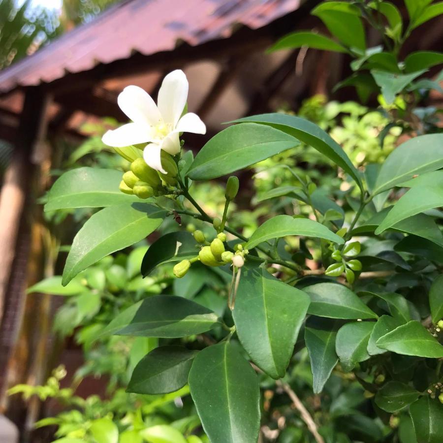 Captain Chim'S Guest House Kep Exterior photo